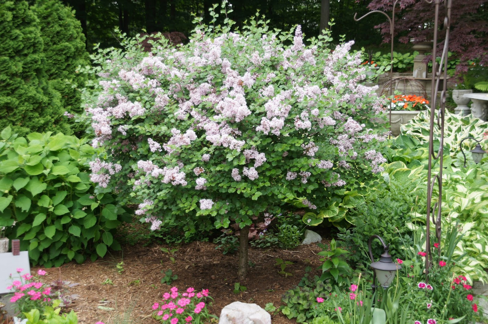 Ella Mae S Purple Lilac Bushes