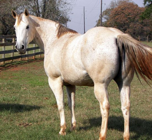 Animal,horse,mare,funny horse,horse riding,mammalia,chordata,animammalia,horse dance,theria,equus,world class animal,pet animal,,white horse Animal,horse,mare,funny horse,horse riding,mammalia,chordata,animammalia,horse dance,theria,equus,world class animal,pet animal,,white horse