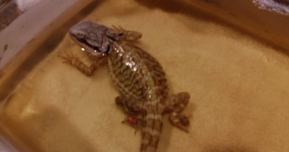 bearded-dragon-wont-move-brumation.jpg