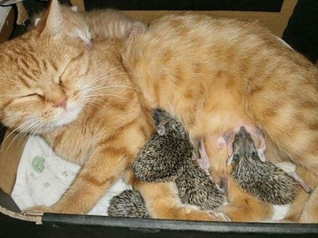 http://4.bp.blogspot.com/-ZfXF4Vo3NT4/UI-mP4hzIJI/AAAAAAAAZ48/ntE_OADL2cI/s640/baby-hedgehogs-adopted-by-cat-001.jpg
