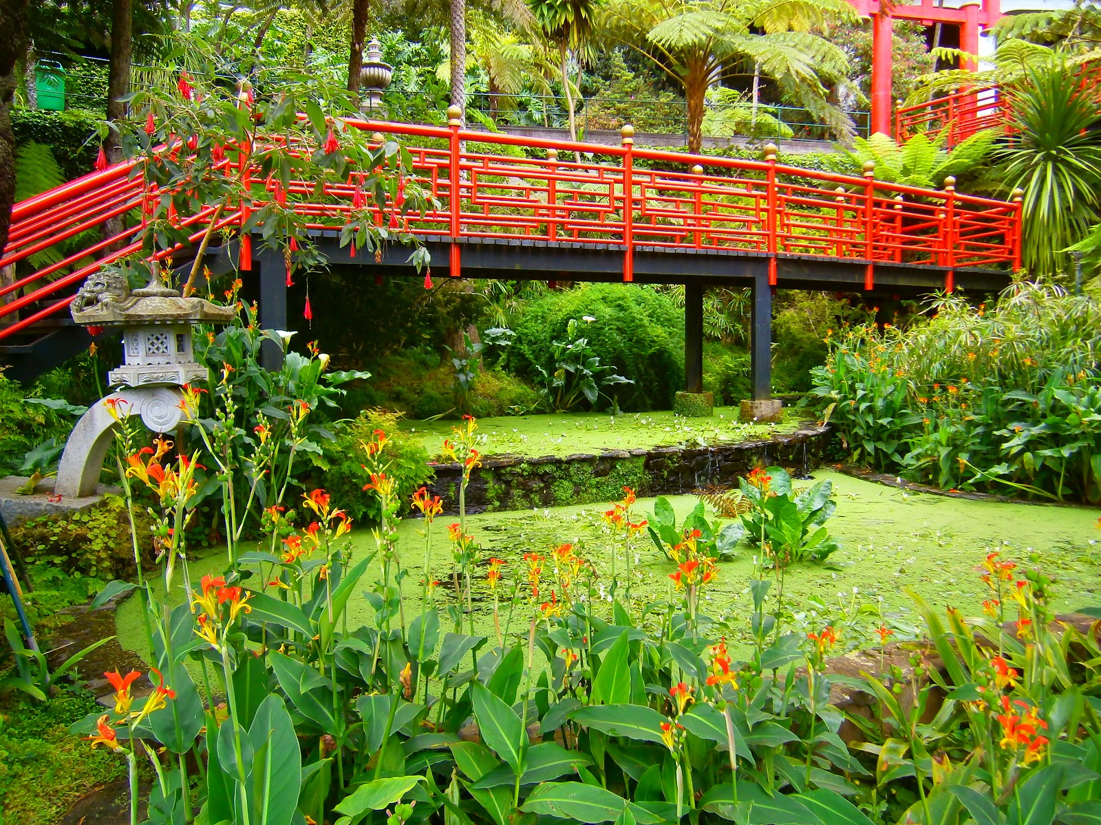 plantas jardim tropical:Madeira Jardim Tropical plantas jardim tropical:Madeira Jardim Tropical