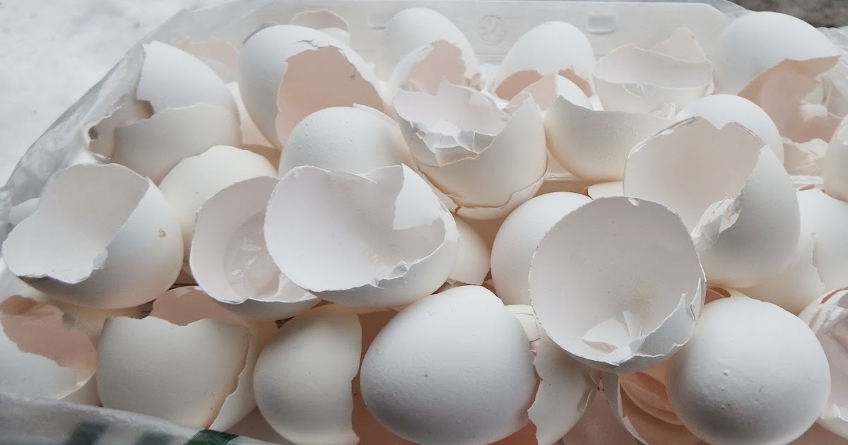 Grandma Pearl's Backporch Don't Toss Those Egg ShellsGive Them to