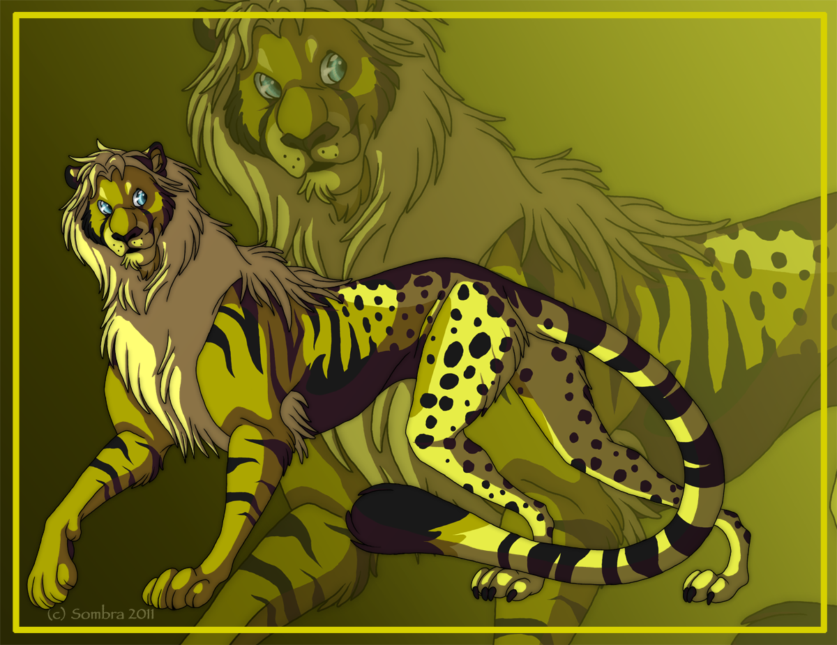 Displaying Images For Liger Vs Tigon Displaying Images For Liger Vs Tigon