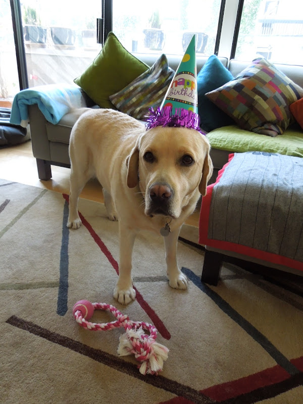 Birthday Labrador Cooper 4 year old English Labrador Cooper