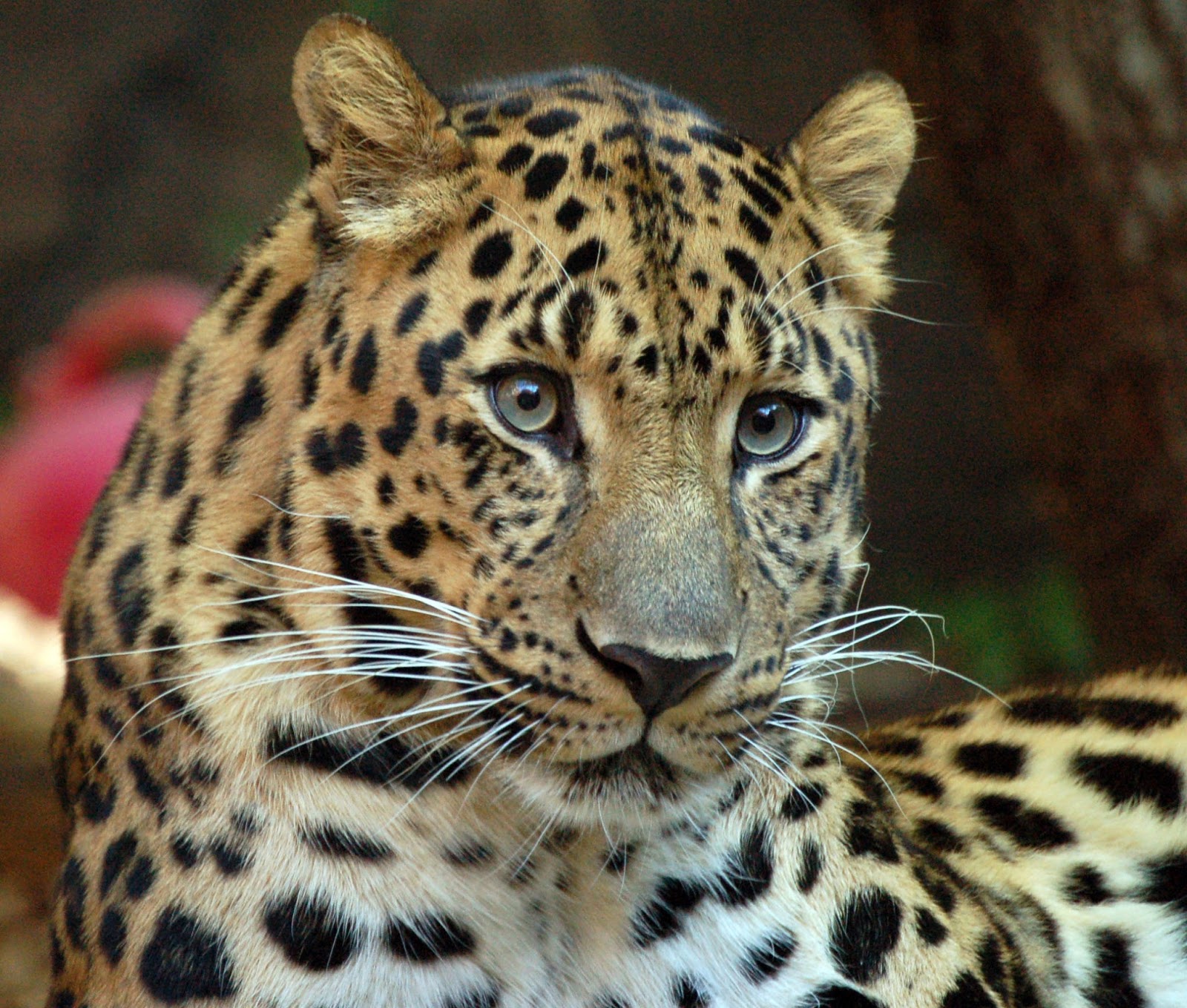 Let Us Help Save Our Planet!: Amur Leopard - A Critically Endangered