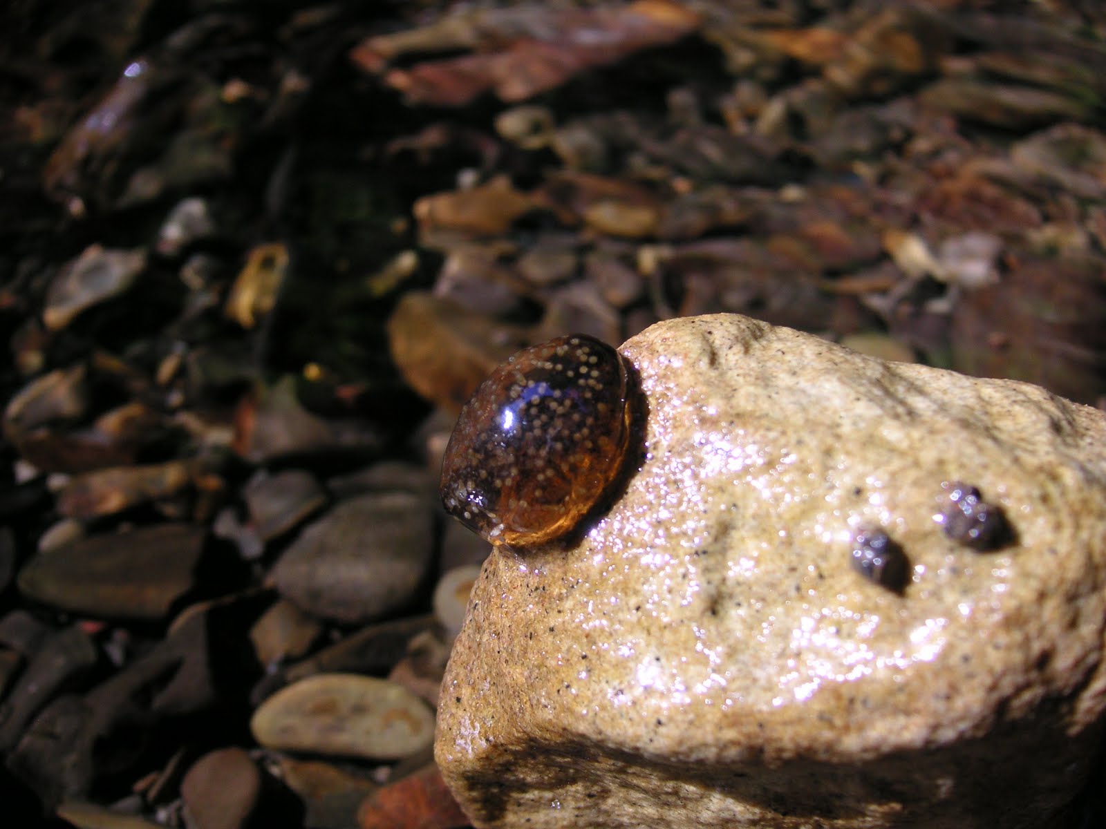 Nature ID caddisfly eggs and cases 07/27/11 Butano