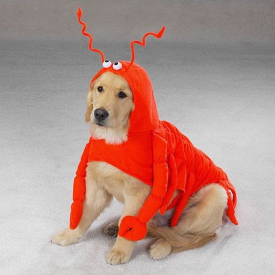 Lobster dog costume