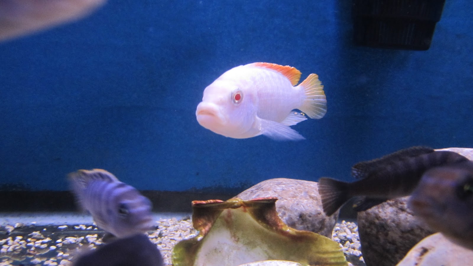 Ice Blue Albino