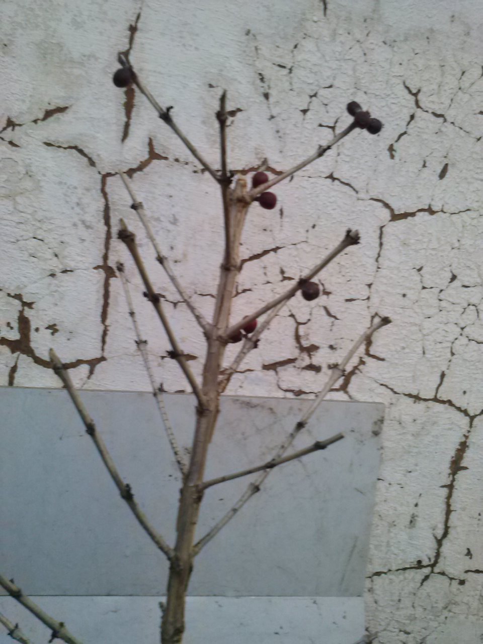 RENATO BONSAI JALES BONSAI DE CAFÉ CONILON