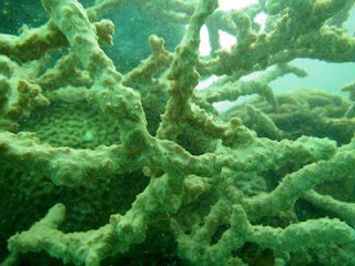 FB IMG 1444889870628