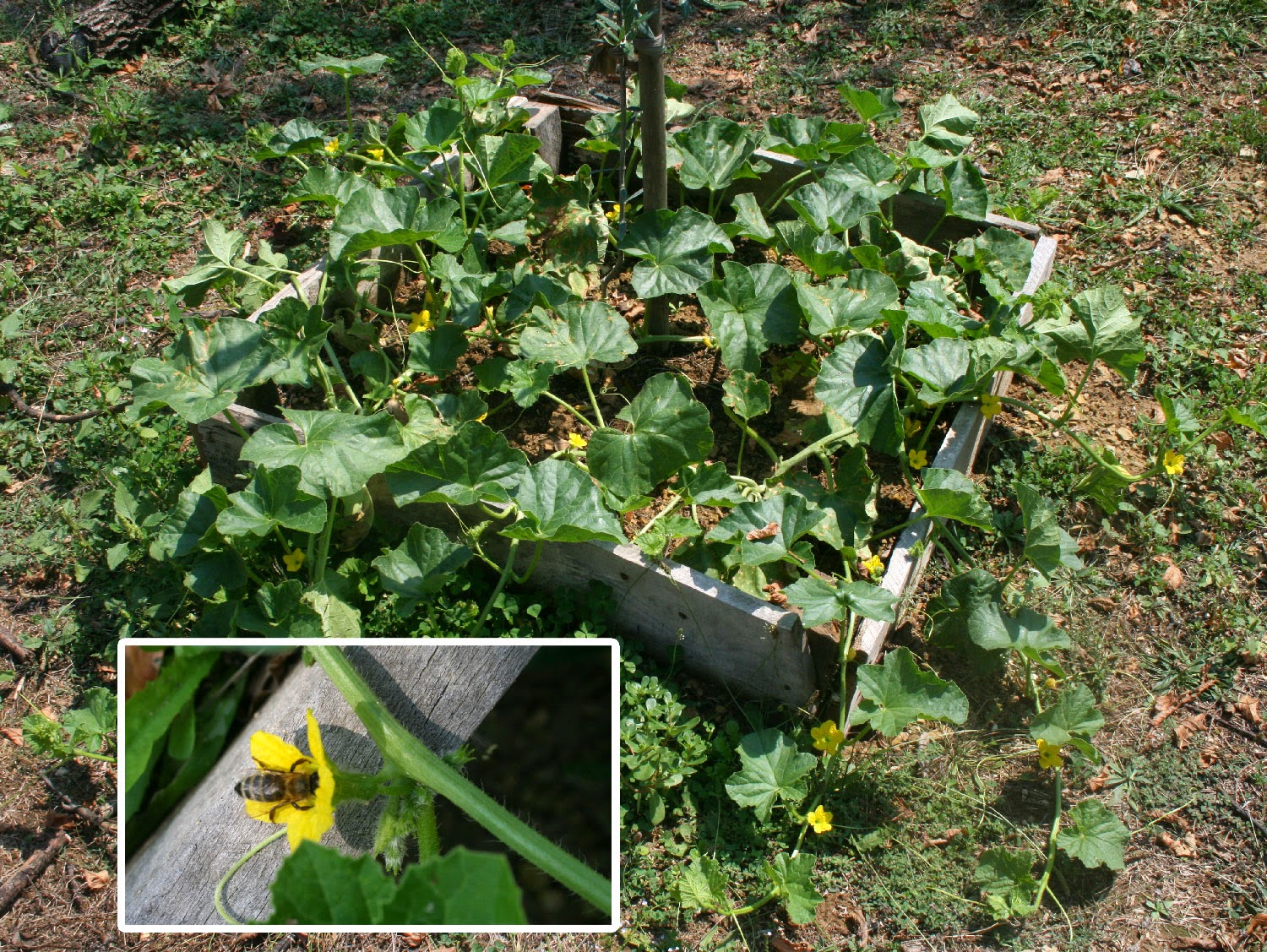 Honeydew melons growing well, with bees and everything Honeydew melons growing well, with bees and everything