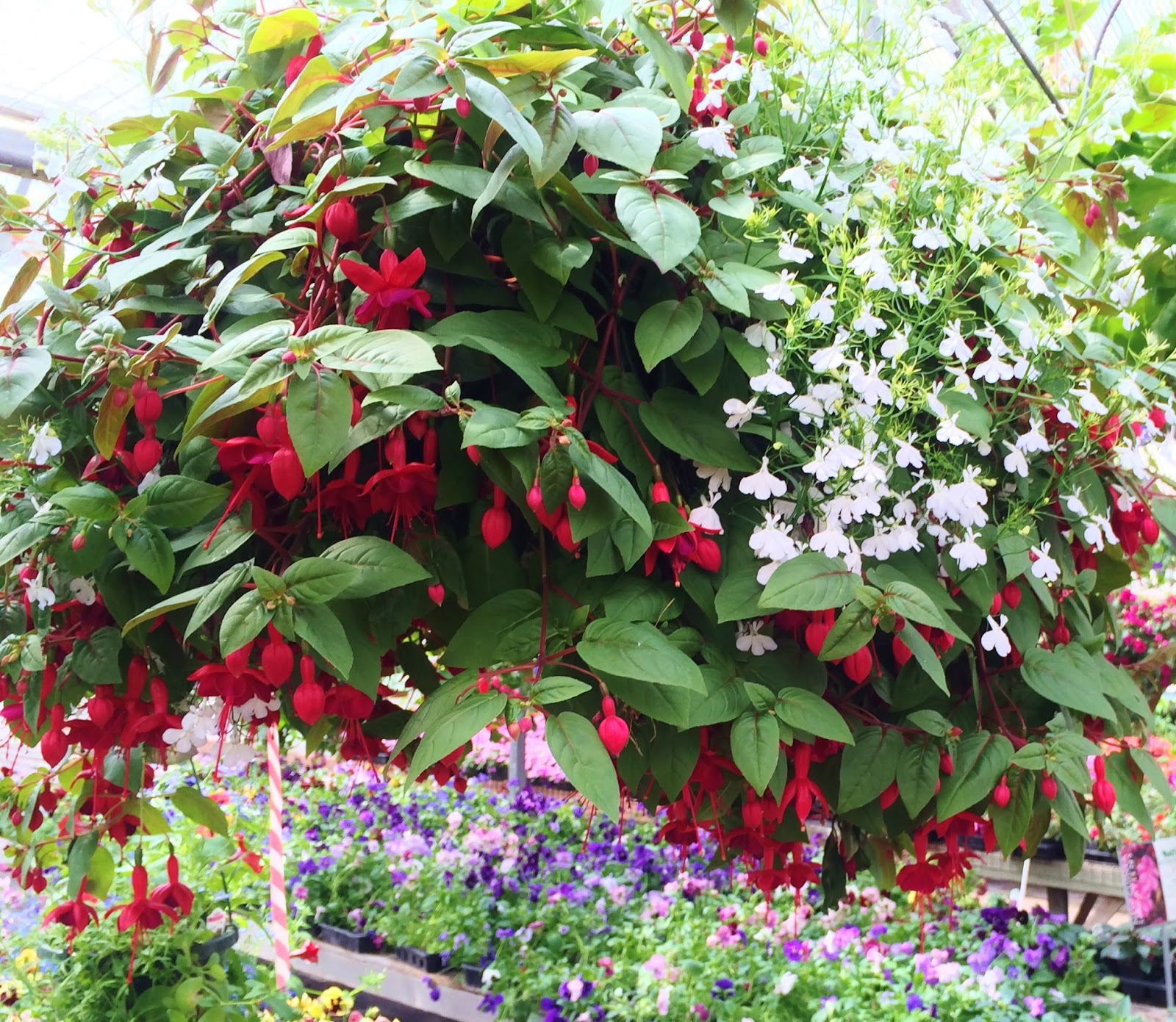 Swallowed Fly Crusades Hanging Baskets in Anchorage