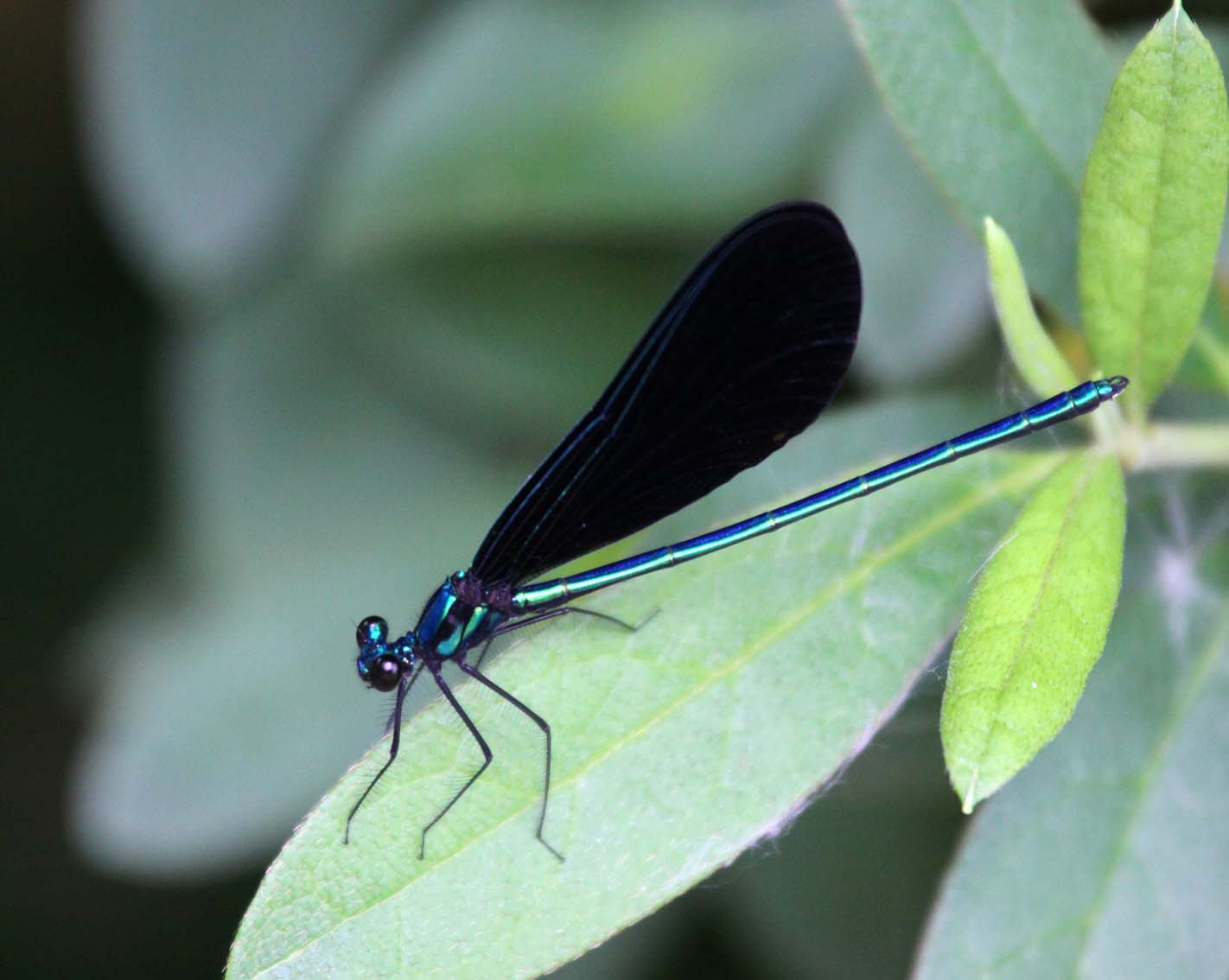 Southern Lagniappe A visit with an Ebony Jewelwing Damselfly