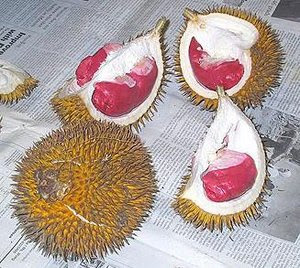 durian buah merah salingsharing.web.id