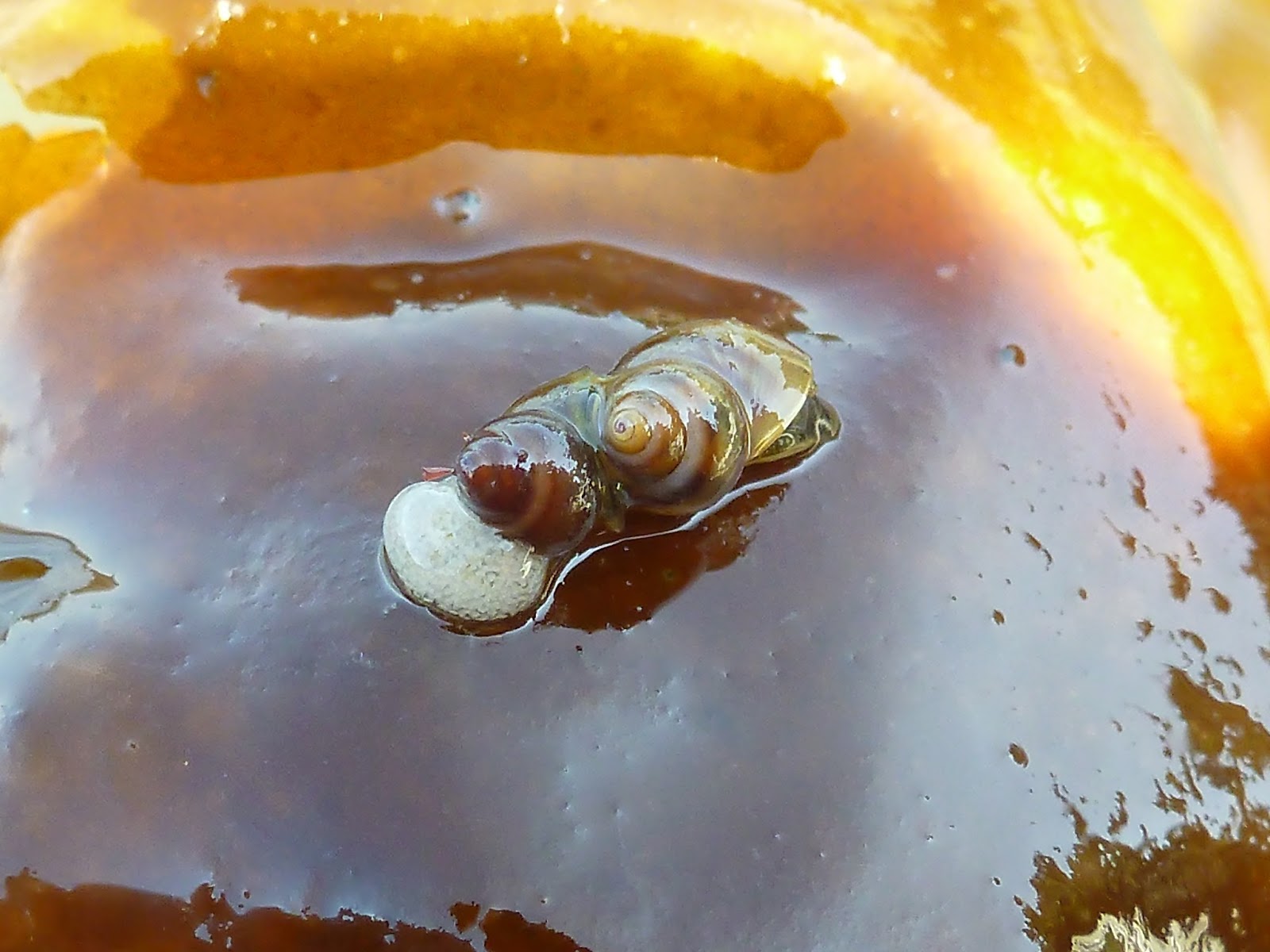 Buzz's Marine Life of Puget Sound LACUNA SNAIL REPRODUCTIVE EXPLOSION