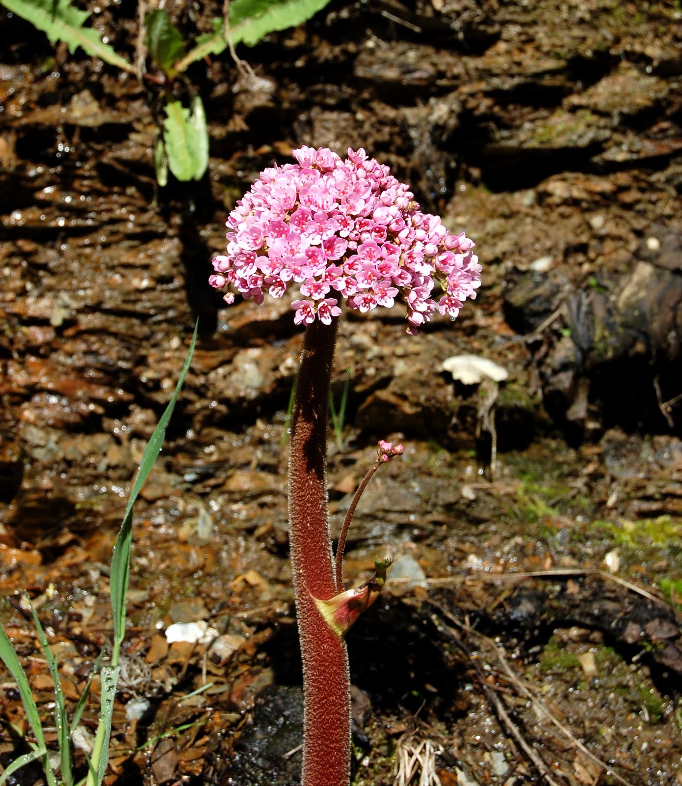 umbrella-plant.jpg