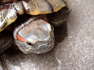Naika the Fierce Turtle ♔