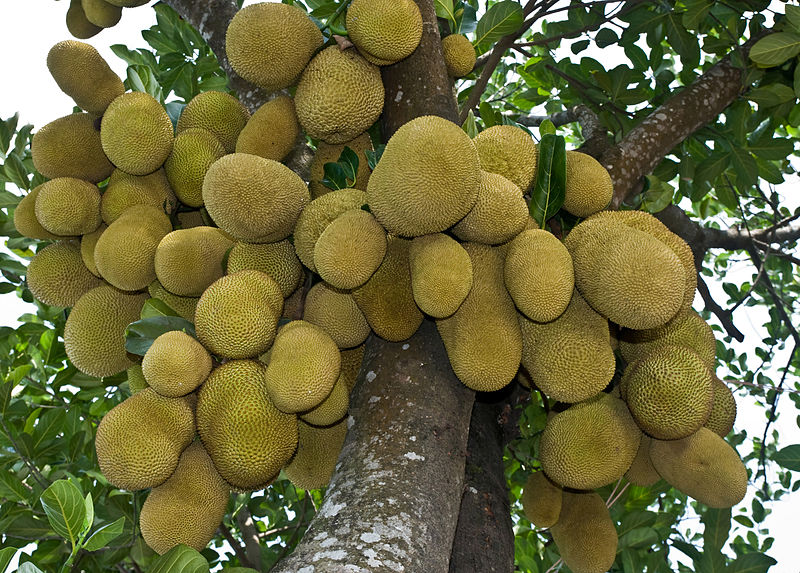 Vaisakh HOW TO CALCULATE THE NUMBER OF FRUITS INSIDE A JACKFRUIT?