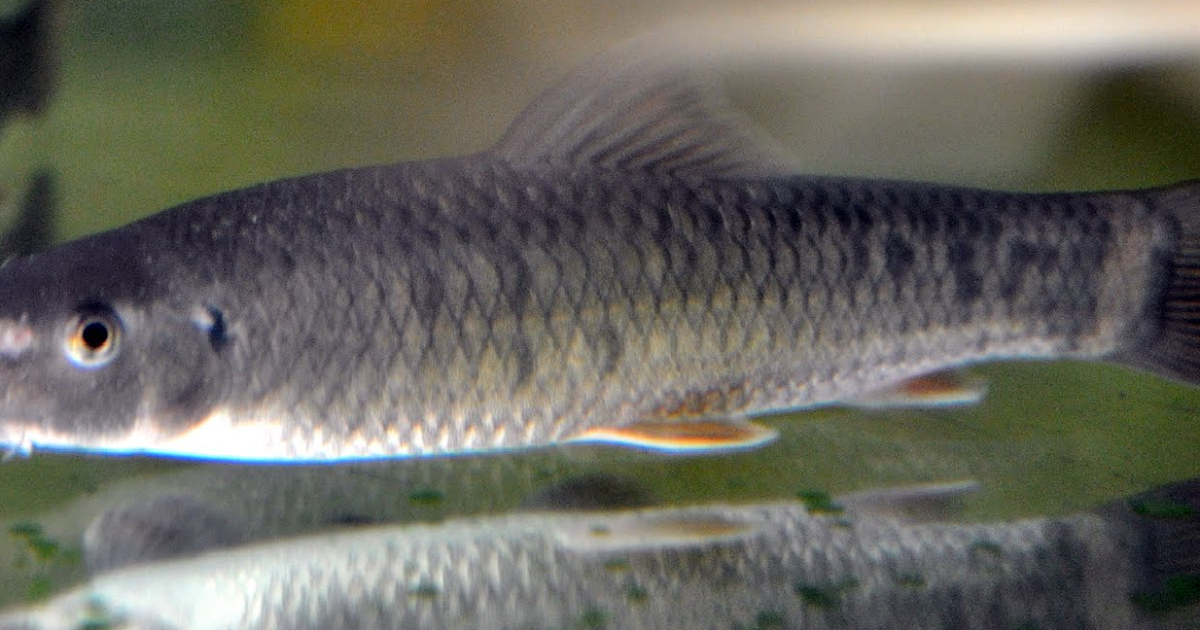Dr. Fish (Garra Rufa)