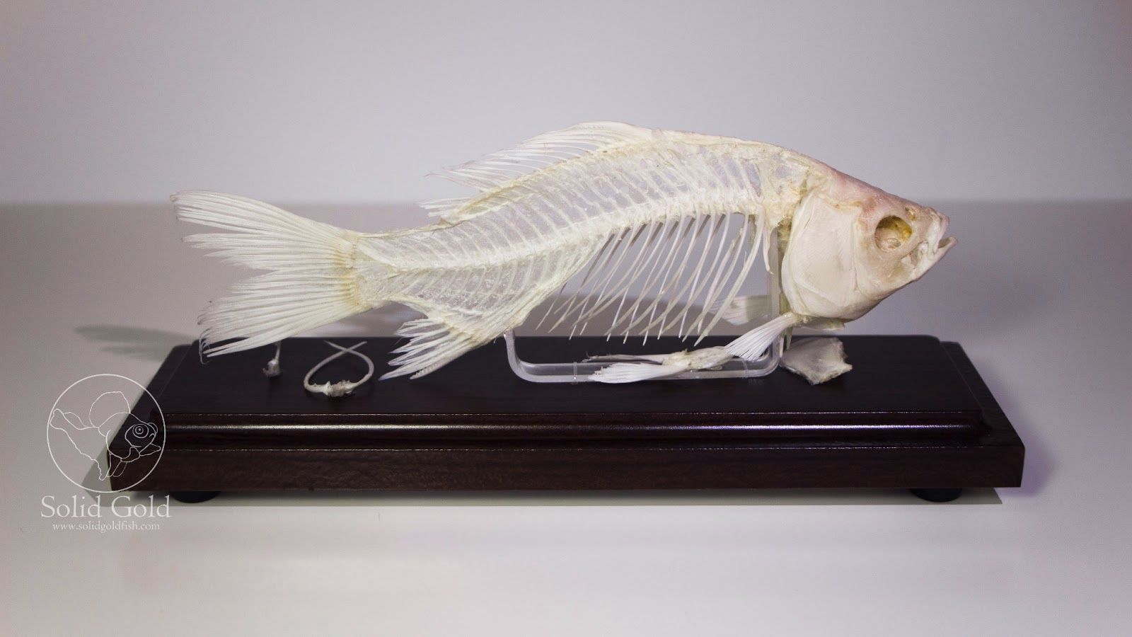 Goldfish Skeleton Solid Gold Aquatics