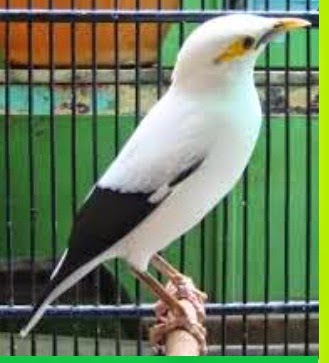 Kicau Mania Kissawa Jenis Jenis Burung Jalak Terpopuler Di Indonesia