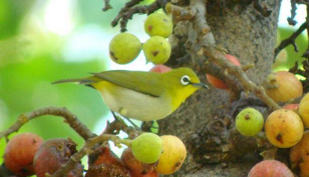 Pleci menyukai buah manis pleci kacamata, buah yang bagus untuk pleci