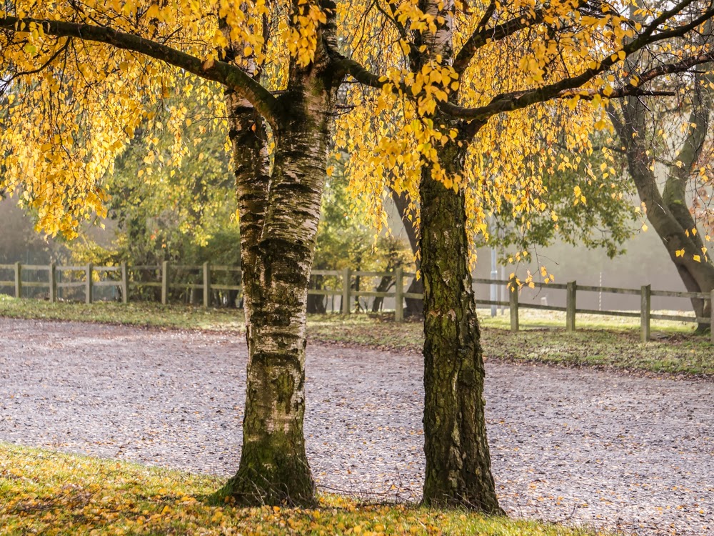 Ann Miles Photography Woodgate Valley Country Park