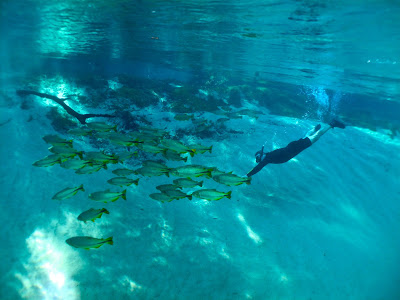 Mergulhando com as piraputangas Snorkeling no Rio da Prata e Olho D'Água