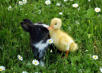 bunny%252Band%252Bduckling.jpg