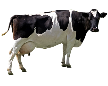 gambar: Gambar Sapi Lengkap