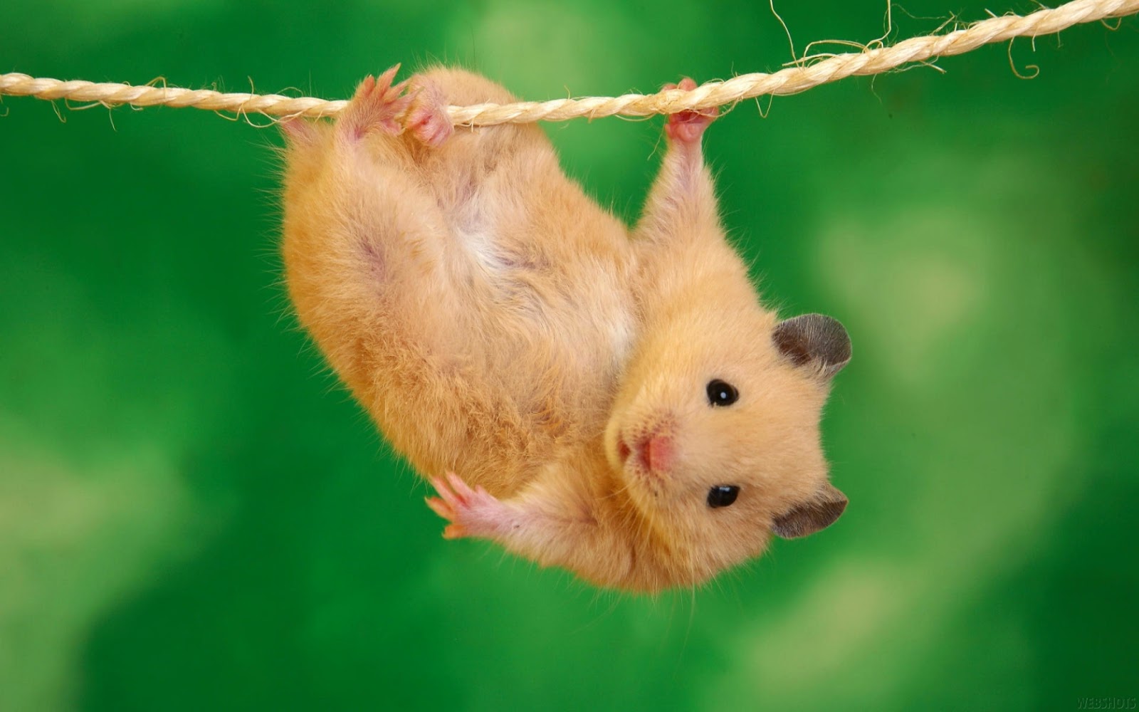 Hamster Wallpapers HD - Beautiful wallpapers collection 2014