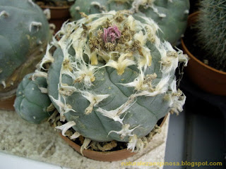Lophophora williamsii