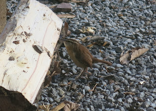 Carolina Wren, Thryothorus ludovicianus, November 24, 2015, 10:43:00 AM