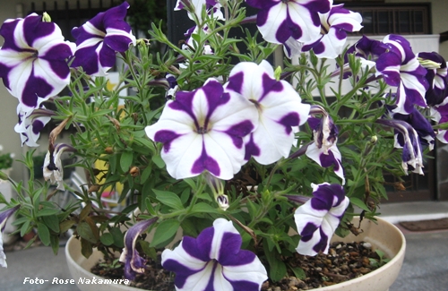 Flores em jardineiras belas flores