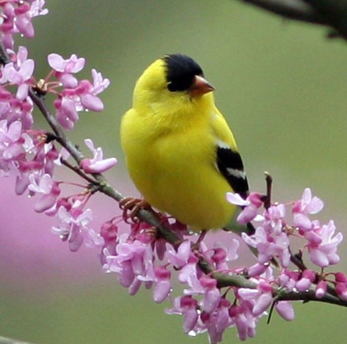 yellow finches spring pinterest yellow finches spring pinterest