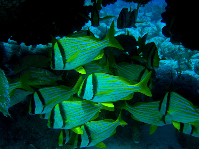 John Pennekamp Scuba Diving