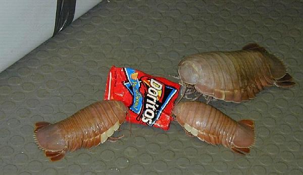Isopods+and+doritos.jpg