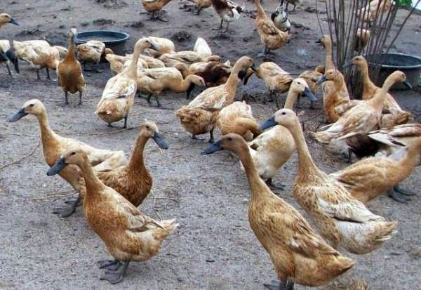 jenis itik unggulan nusantara budidayaku jenis itik unggulan nusantara budidayaku