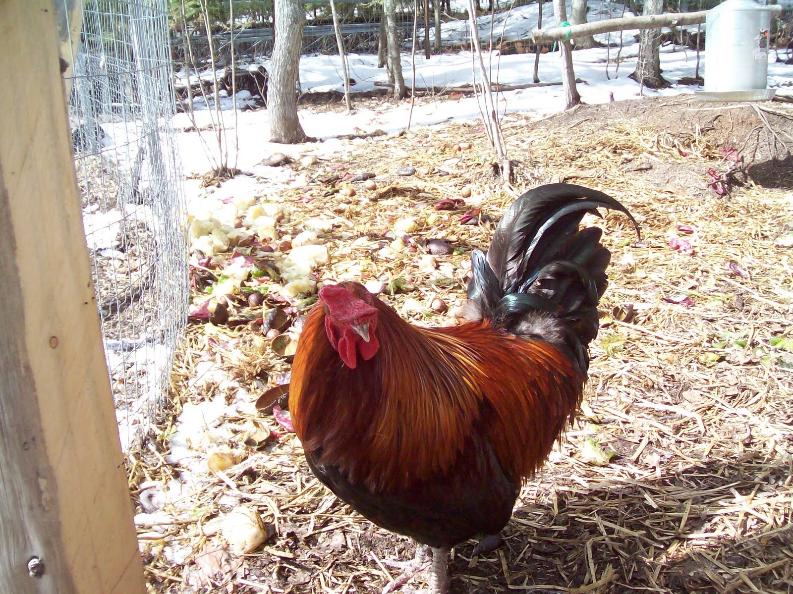 BirchLeaf Designs Two Pigs and a Rooster