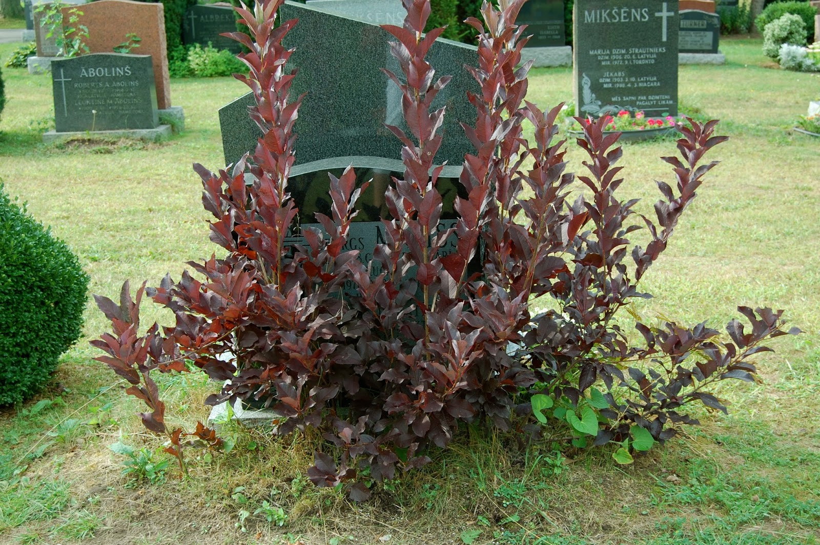 Garden Design Cemetery Plants