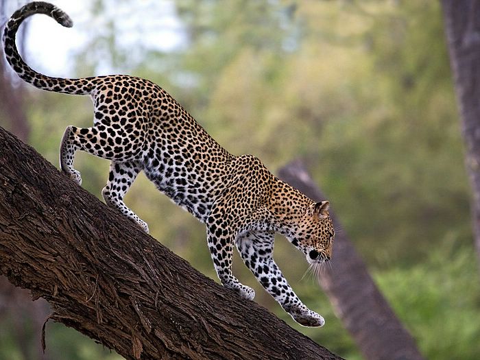 African Leopard Animal Unique In The World