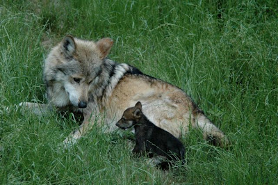 All Photos Gallery Mexican Wolf Pup Mexican Wolf Wolf