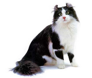 american curl cat american curl cats kitten pussycat grimalkin mace pisik kotka gat kocka kass pusa kissa gato katze macska kottur kakis kate qattus kot pisica katt kedi con meo kucing breeds pets huisdieren animaux de compagnie Haustiere animais Animale de companie animales domesticos cat domestic