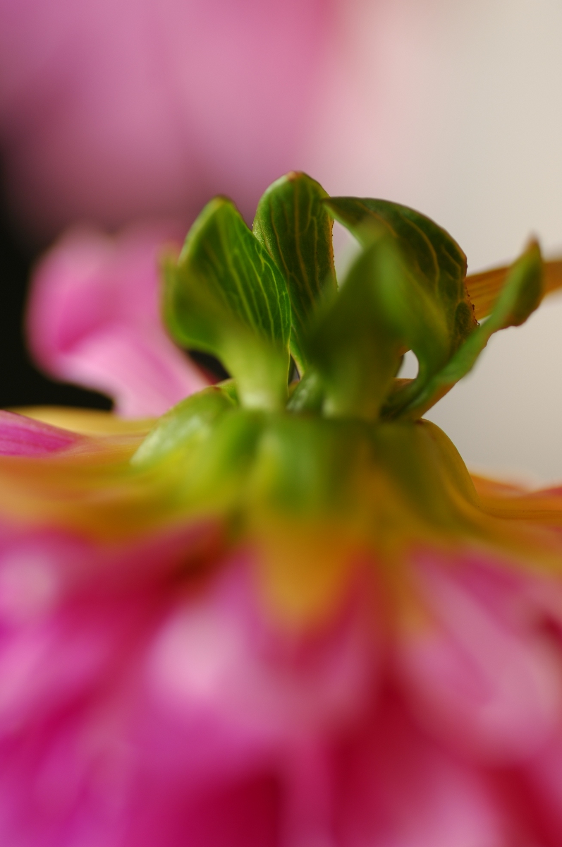 Snapshot Voyager The Art of Out of Focus Flowers 3