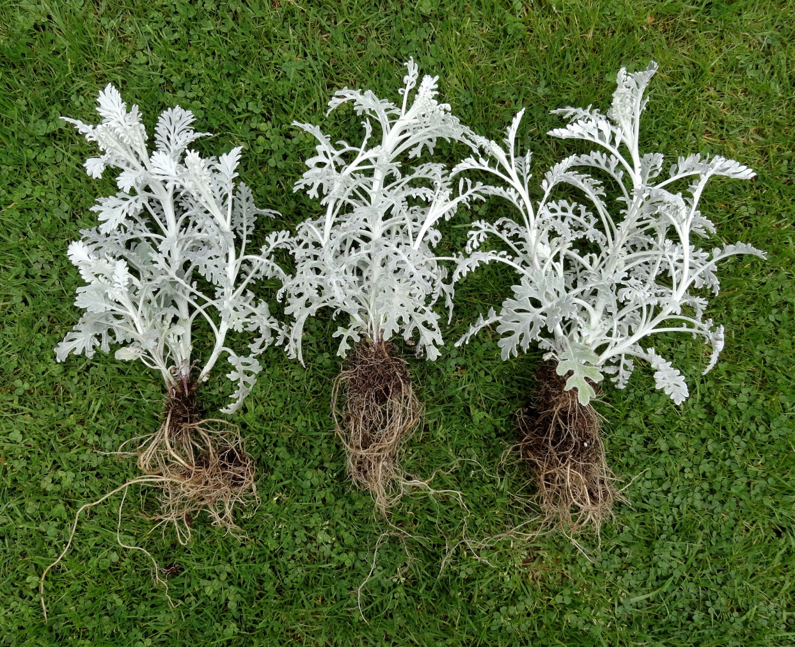 danger garden So what did she do about that embarrassing