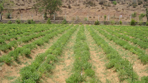 ORGANIC CULTIVATION