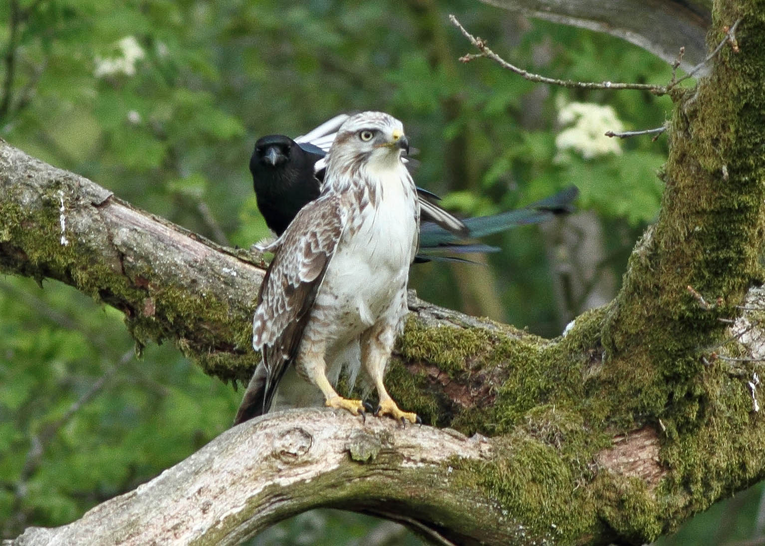Greater Kent Birder Buzzards at Grigrin