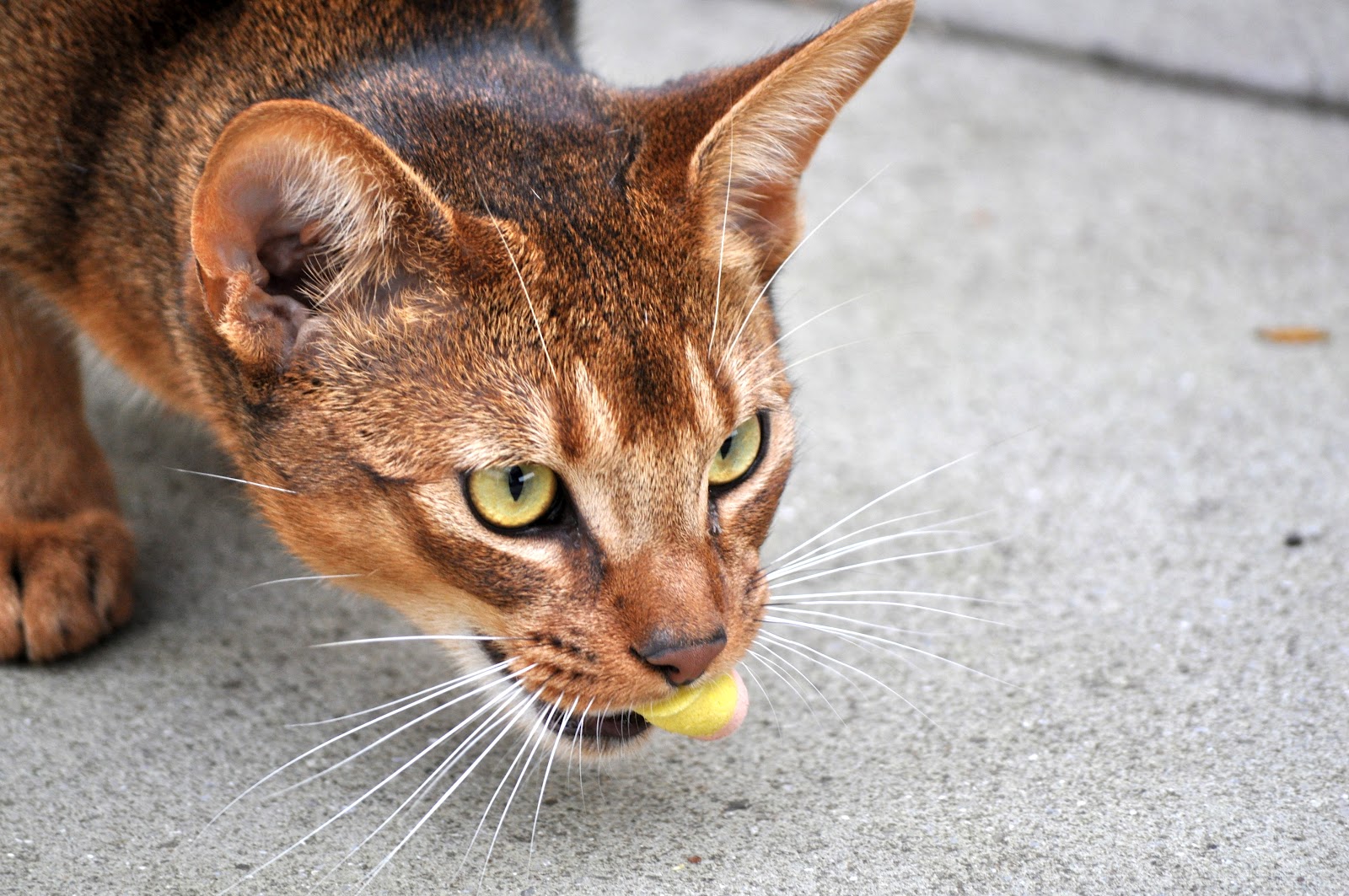 Free Cat Images free cat pictures cat carrying a toy cat with prey