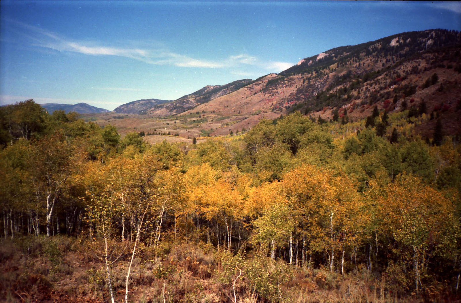 The Mystery Of Utah History Old Ephraim Utah’s most legendary bear