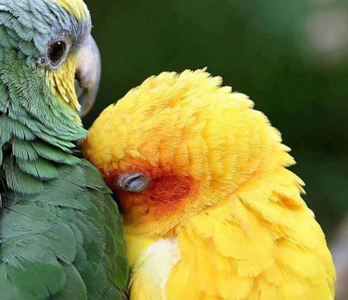 parrot kissing 